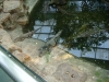 shanghai_zoo_11