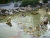 shanghai_zoo_14