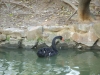 shanghai_zoo_16