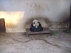 shanghai_zoo_20