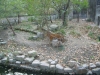 shanghai_zoo_21