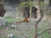 shanghai_zoo_23