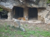 shanghai_zoo_24