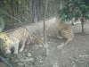 shanghai_zoo_30