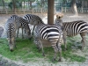 shanghai_zoo_31