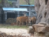 shanghai_zoo_32